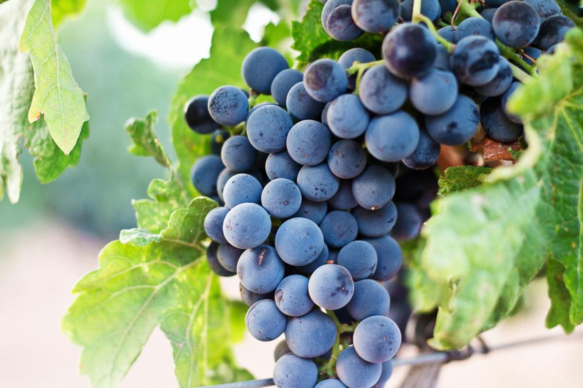 Les spécificités de chaque terroir a une influence sur le vieillissement du vin